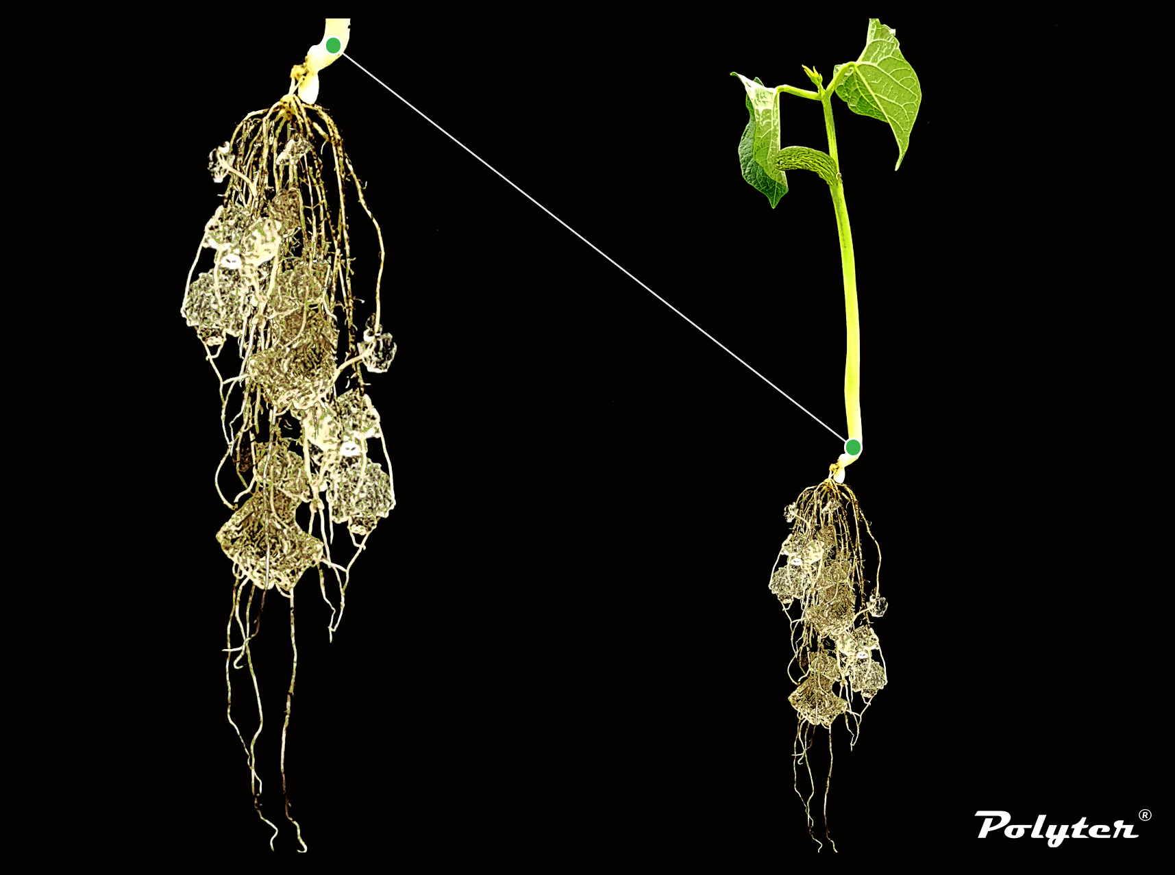 polyter-root-plant image polyter-root-plant POLYTER ® - Hydro-retentive, Fertilizer