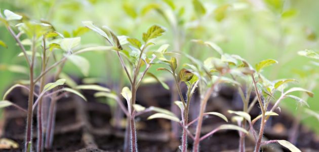 seedlings-of-tomatoes-p7cak34-1024x808-630x300-1 image seedlings-of-tomatoes-p7cak34-1024x808-630x300-1 البوليتر - Polyter AGRI
