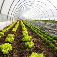 agriculture-200x200-1 image agriculture-200x200-1 POLYTER ® - Polyter GR