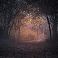 foresting-200x200-1 image foresting-200x200-1 POLYTER ® - Polyter GR