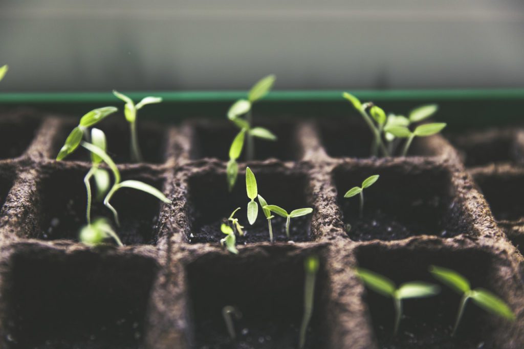 plants_final-1024x682-1 image plants_final-1024x682-1 البوليتر - Polyter GR