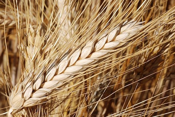 durum-polyter image durum-polyter البوليتر - سوق البستنة