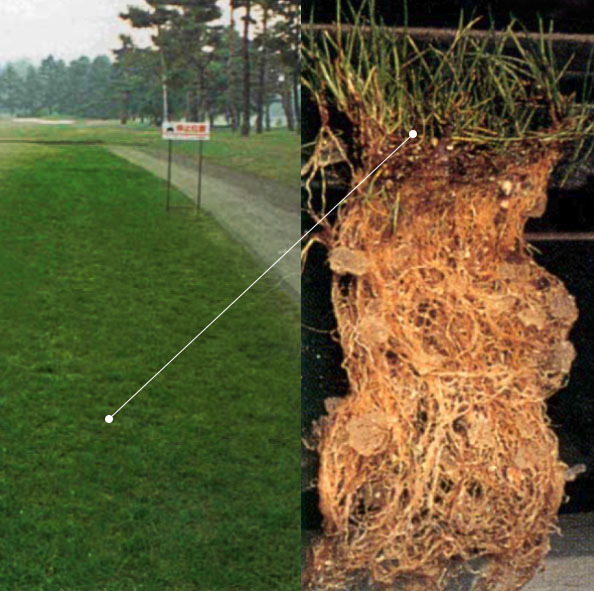 gazon-golf-japon-polyter image gazon-golf-japon-polyter البوليتر - المناظر الطبيعية – النباتات