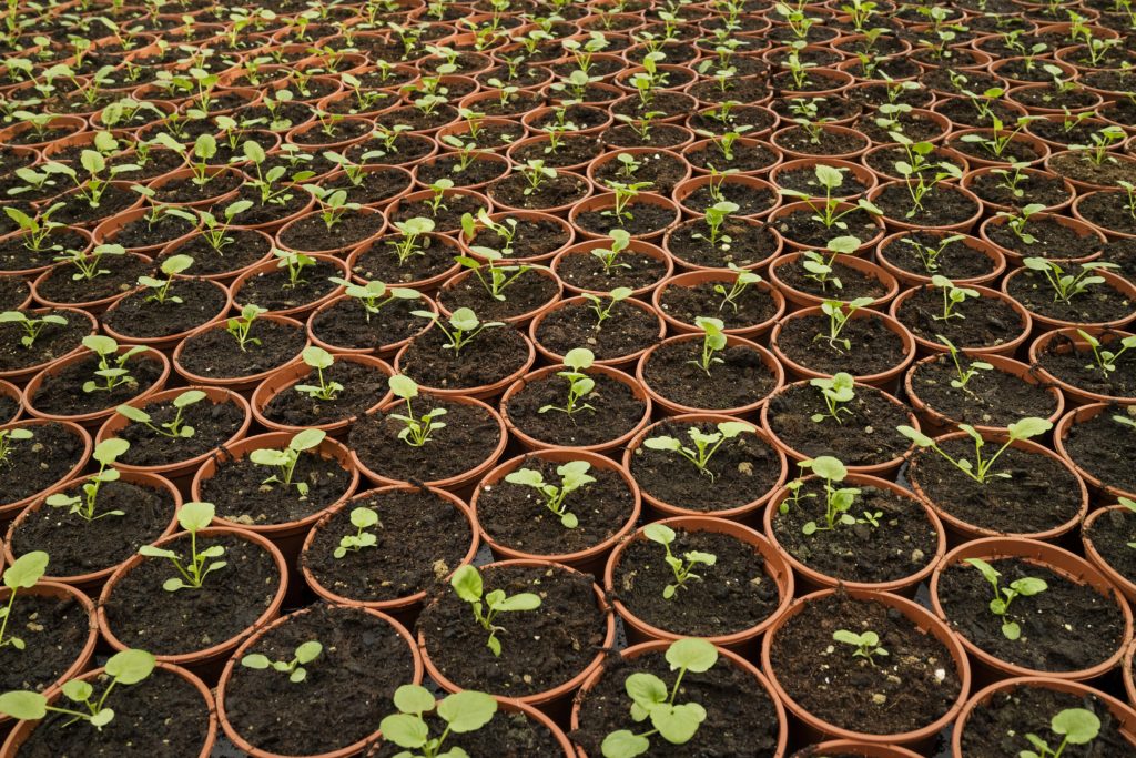 plant-nursery-polyter image plant-nursery-polyter البوليتر - المناظر الطبيعية – النباتات