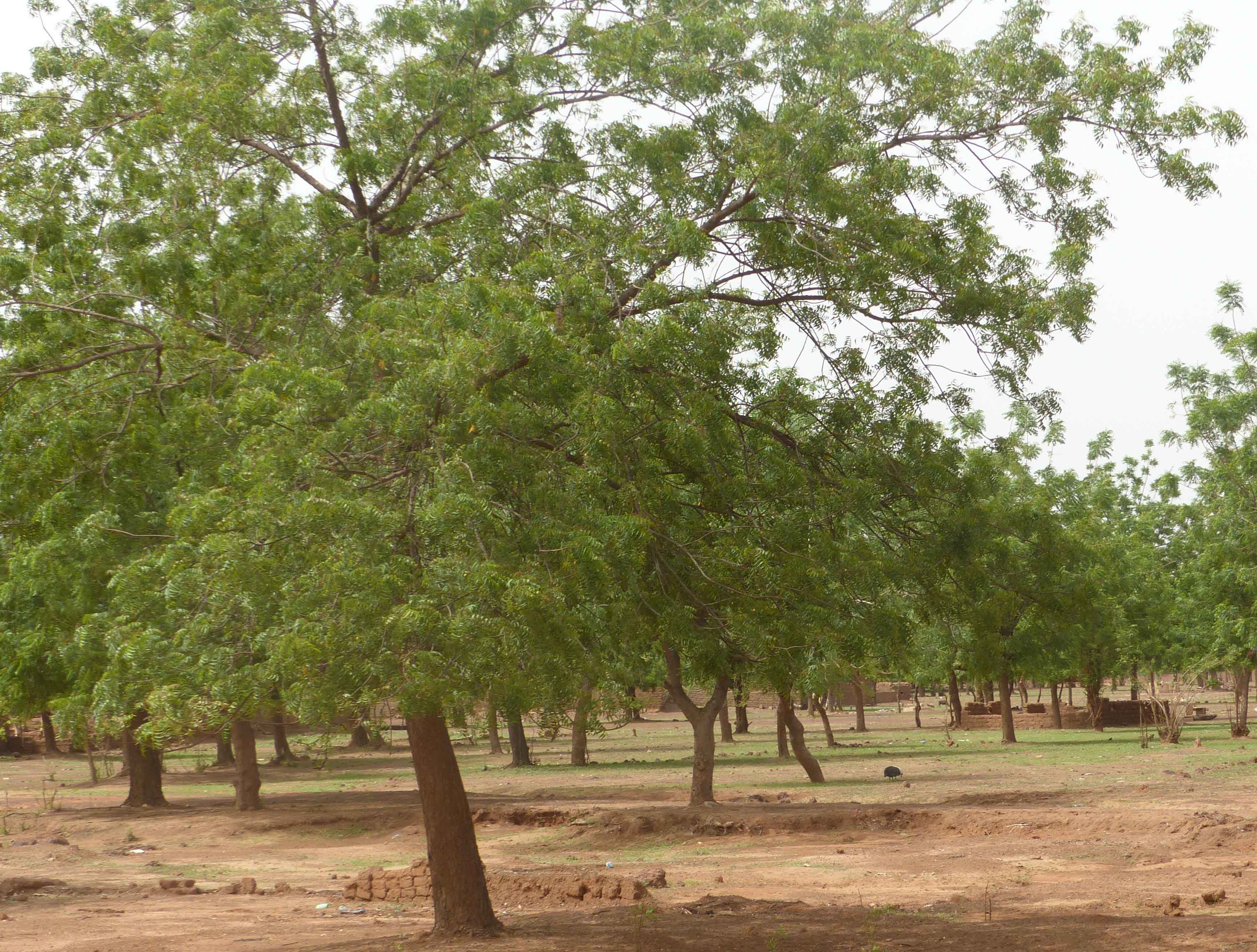 reforestation-burkina-polyter image reforestation-burkina-polyter البوليتر - اختبارات التشجير