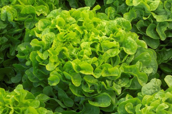 salad-polyter image salad-polyter البوليتر - سوق البستنة