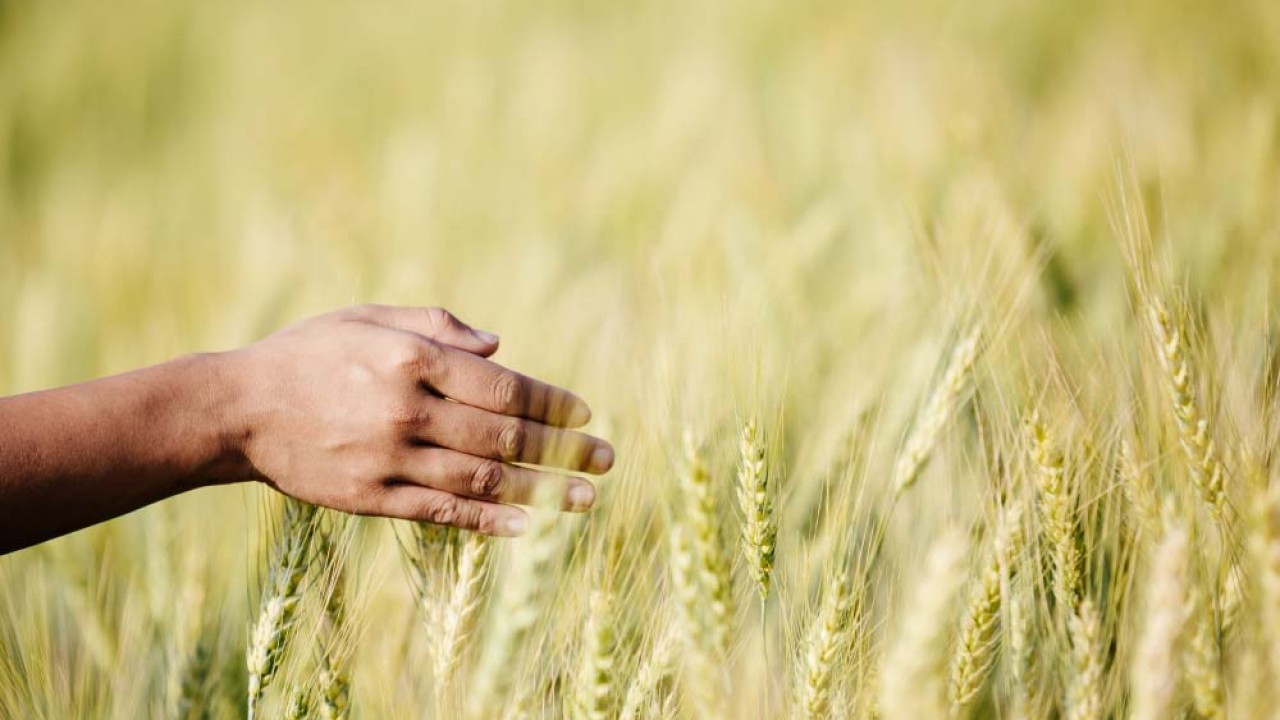 polyterWheat_large البوليتر - blog - Page #2