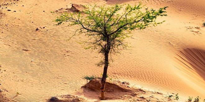 un-antidote-pour-lagriculture image un-antidote-pour-lagriculture POLYTER ® - Un antidote pour l’agriculture et la reforestation, face au dérèglement climatique